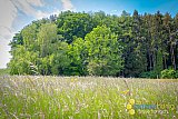 Fr&uuml;hling 2020 